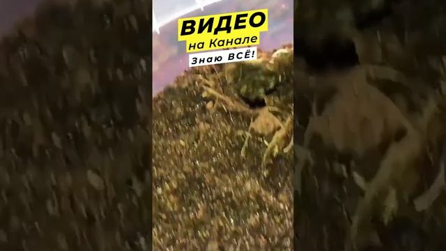 Паук циклокосмия - монстр из космоса! ???Видео уже на канале