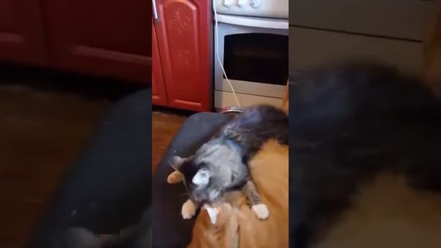 Любовные страсти.