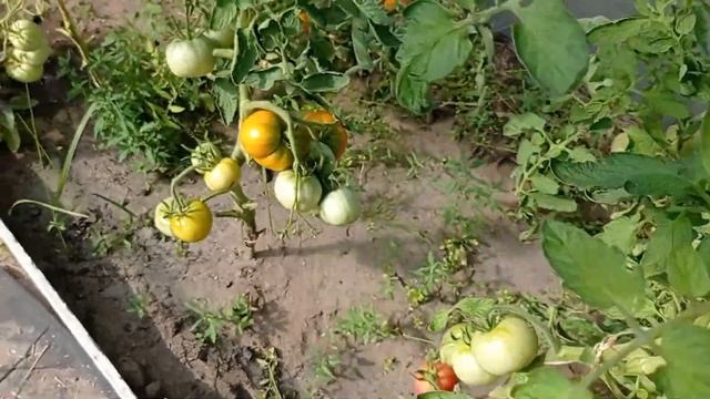 Какие культуры можно посеять в июле. Что я посеяла после уборки зимнего чеснока. смотреть онлайн