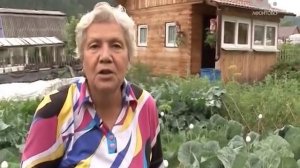 Голова садовая.Когда нужно сажать цинии (майоры)