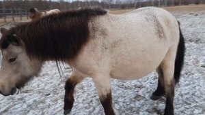 Якутские лошади готовятся к зиме!