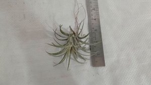 Sku-CK29E88E811,Lonantha Tillandsia Air Plant