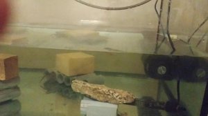 АККР. Результат эксперимента содержания раков в бассейне на дачном участке.