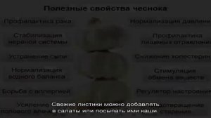 Изучаем полезные свойства лука слизун