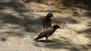 О чем кричит майна?