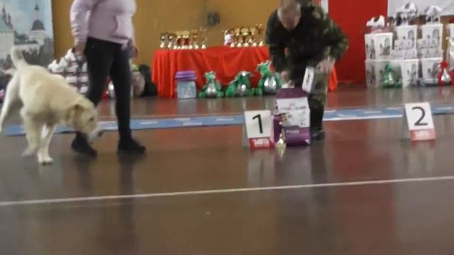 Моно среднеазиатских овчарок, 06.04.13, г. Сергиев-Посад смотреть онлайн