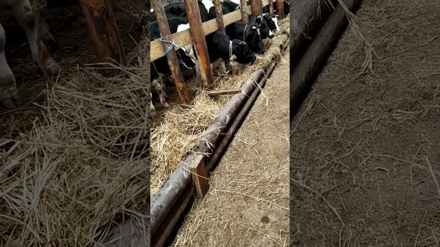 начинающий фермер .С чего начать и как добиться успеха