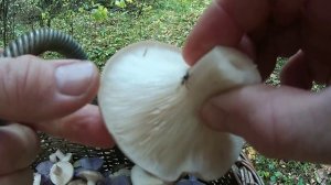 Грибы в Подмосковье