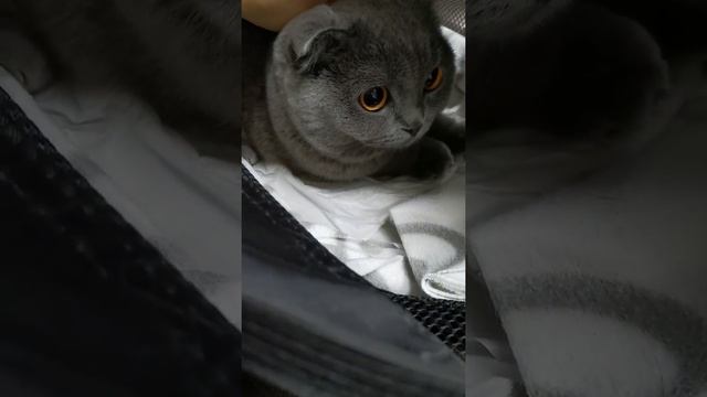 Приехали на стерилизацию?Котёнок Алиса?/Шотландская вислоухая/Scottish Fold