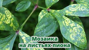 Грунт для пионов; посадка, подкормка, уход, вирусы, ржавчина, ботритис