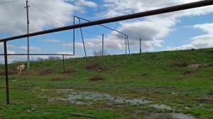 приучаем коров к электро пастуху