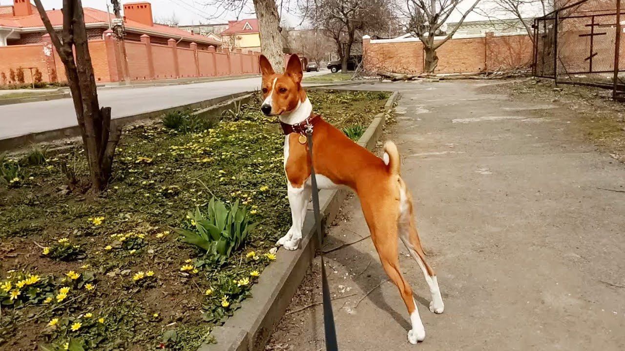 Залипательная прогулка с Лео