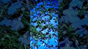 Роза плетистая Пинк Клауд. Роза из коробки. Rose Braided Pink Cloud.