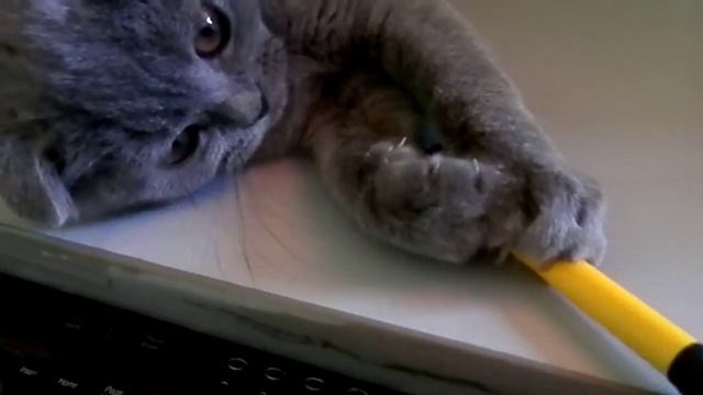 котэ играется и вырубается) смотреть онлайн