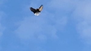 Мелитопольские голуби, для тех кто хочет увидеть и понять форму.