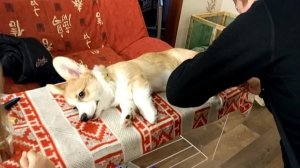 Приучаем щенка корги к стрижке когтей и вычесыванию