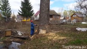Валка больших деревьев, подборка. Часть 2. Big tree felling compilation (Russia). Part 2.