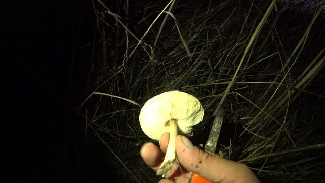 ПОДСКАЖИТЕ, ЧТО ЗА ГРИБ? смотреть онлайн