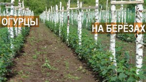 Технология выращивания огурцов в открытом грунте. Огурцы на шпалере. КФХ Кончиц.