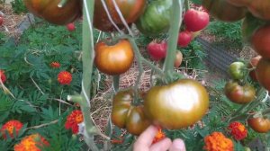 Томаты 2021. ЛУЧШИЕ КОЛЛЕКЦИОННЫЕ сорта. Часть 2/Best Collectible of tomatoes