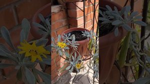 🏵️ГАЦАНИЯ ампельная🌼