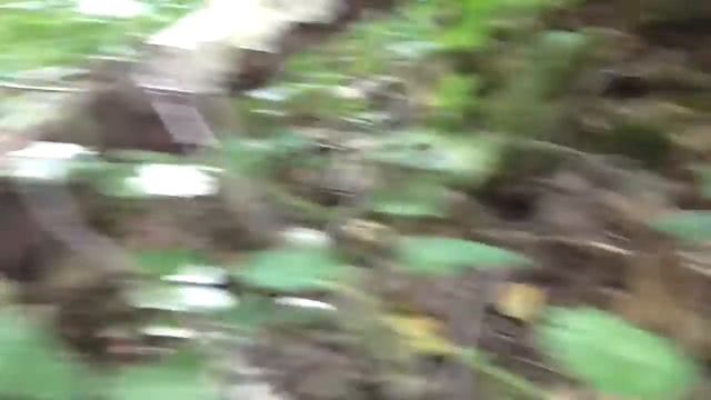 Найден первый черный груздь, опята август 2020 смотреть онлайн