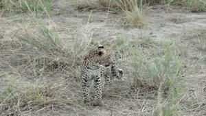 Детеныш леопарда