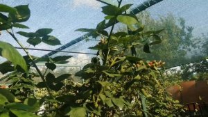 Притеняющая сетка и шпалеры для ежевики