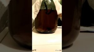 Гирудотерапия. Как пиявки "выплевывают" кровь, чтобы не погибнуть. / комментарий