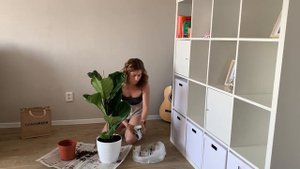 Фикус Лирата. Фикус Лировидный пересадка после покупки. Большое комнатное растение. Большой Фикус.