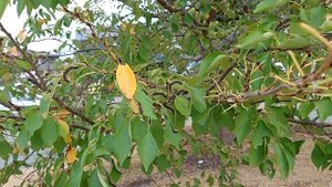 Сакура осенью.