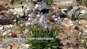Вероника горечавковая