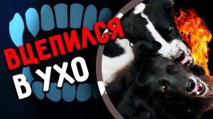 Перс подрался с Нукером. Вилли откусил ухо Джине. Виола дала леща Изюму. У Перса воспалилось ухо.