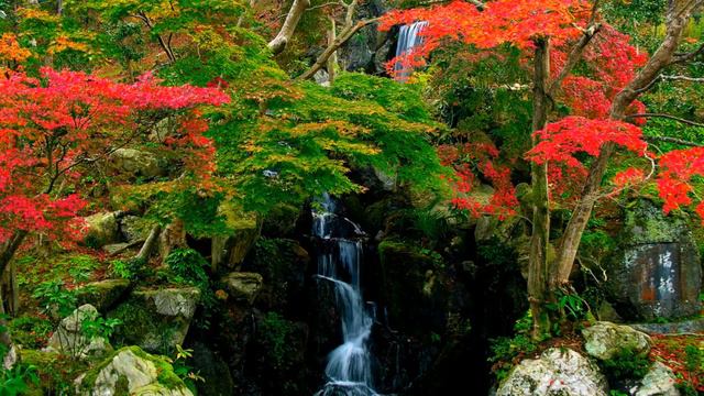 Феноменально красивая мелодия скрипки. смотреть онлайн