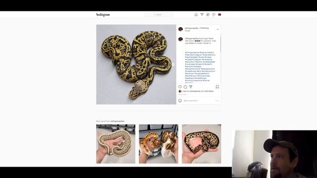 Acid Ball Python Morph Combos | Jack's Reptiles