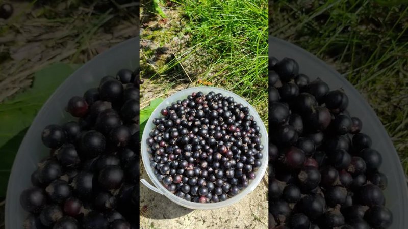 Небывалый урожай черной смородины! Супер технология выращивания, сбора и хранения. 7 июля 2024 г.