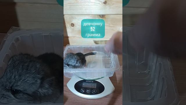 Новорождённые шиншиллы