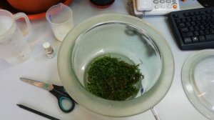 Можно ли вырастить орхидею из своих семян дома?