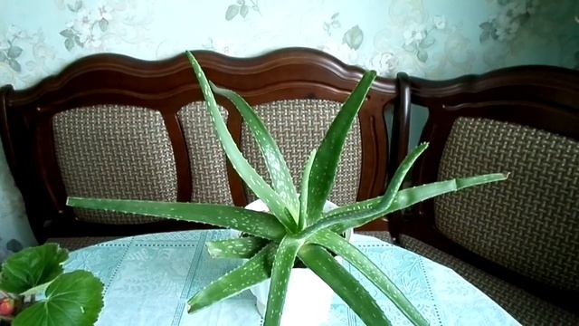 Комнатные цветы. Цветет гибискус, обзор алоэ Вера, клубневой бегонии смотреть онлайн