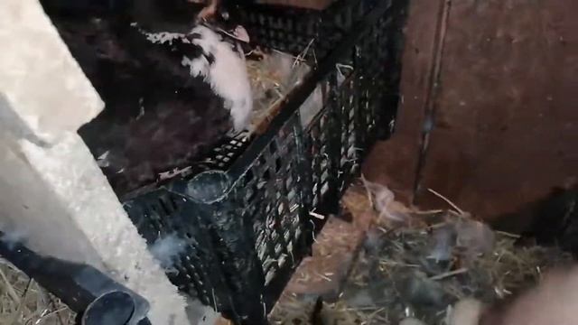 ИНДОУТКИ, ИНДОУТЯТА / Сколько вывелось утят в этом году? / Вывод индоутят под уточками / Мускусные
