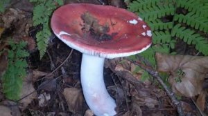 Грибы Приморья 2014