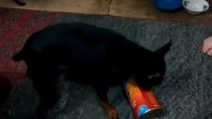 Алчный цвергпинчер