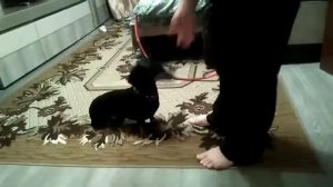 Дрессировка таксы.