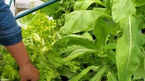 It's All About the Lettuce and Greens - Big Harvest - Big Mama's Garden