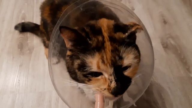 Кошка Моня ест вкусняшку! смотреть онлайн