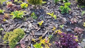 Мой сезон 2023 открыт....УРА!!!! #хоста#весна#сорта #гейхеры #2023 #