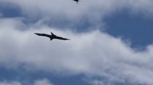 Коршун и Ворон