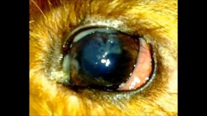 почему у йорка гноятся глаза