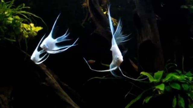 Platinum Blue Diamond Angelfish смотреть онлайн