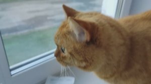 Травку для кошек кот Филя не оценил